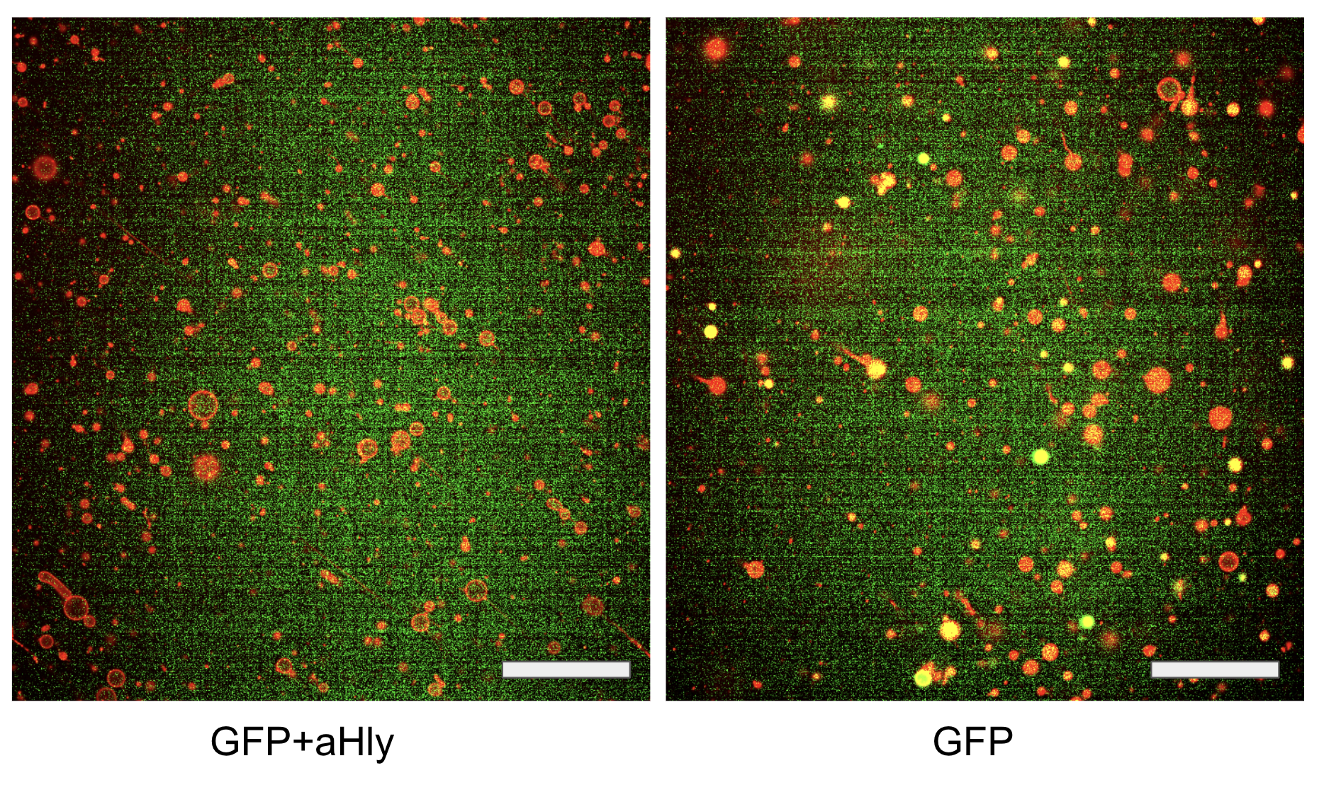 Epifluorescence microscopy of synthetic cells. (Left) GFP + aHly: GFP production is quenched when aHly is co-expressed, as small molecules leak through the inserted pores. (Right) GFP only: GFP is produced in a subpopulation of cells in the absence of aHly. Red channel: membrane label; green channel: GFP. Scale bar: 100 µm.