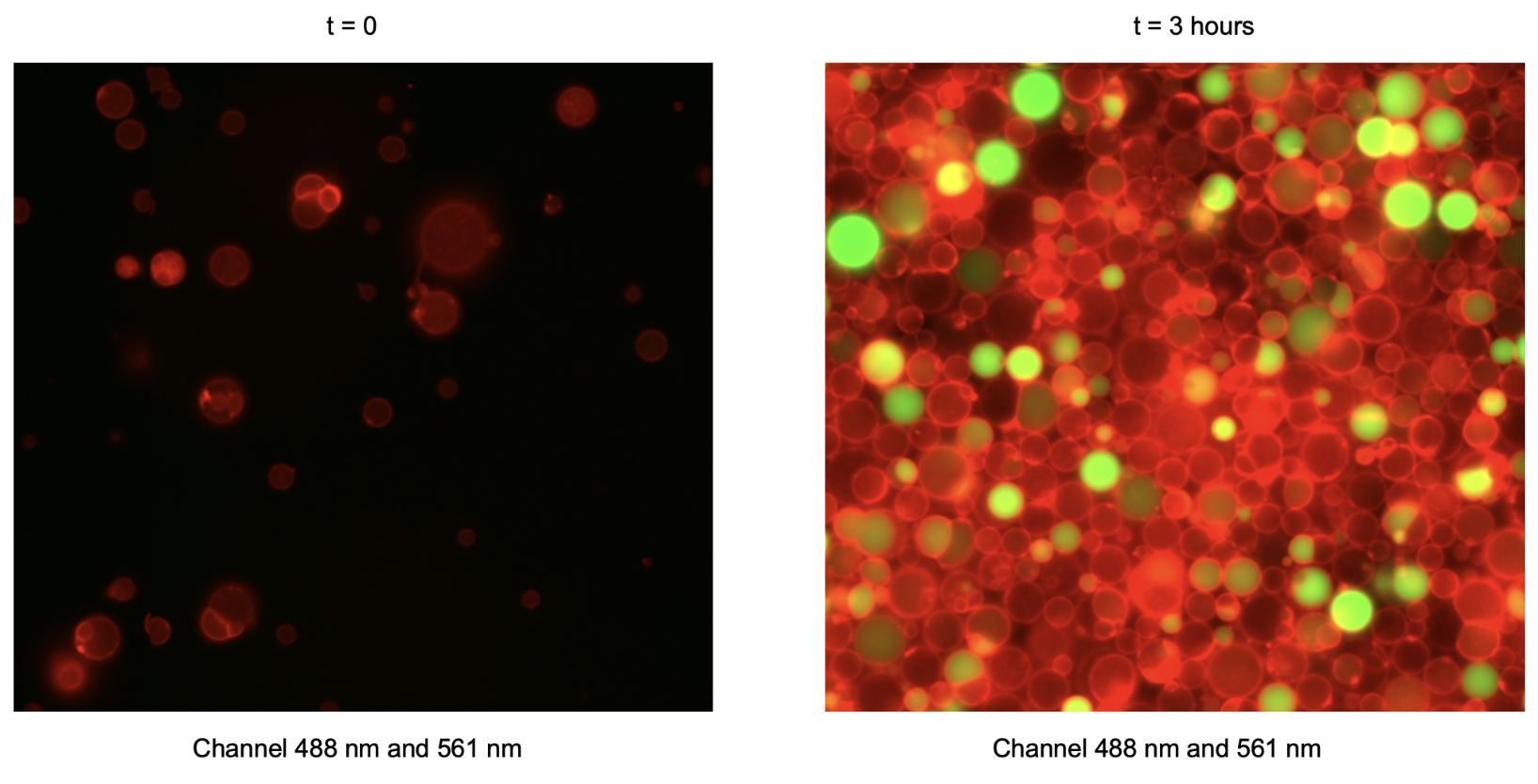Combined green (488 nm) and red (561 nm) fluroescence channels. Timepoint 0 (t = 0) corresponds to 30 minutes after preparation of the inner solution, reflecting the time required to prepare liposomes.