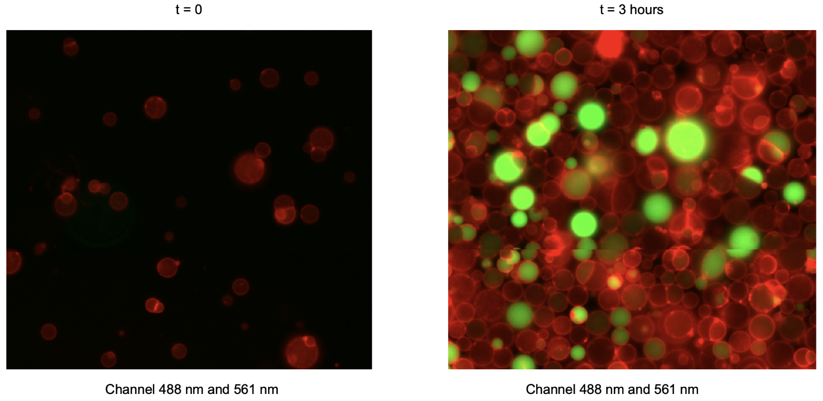 Combined green (488 nm) and red (561 nm) fluroescence channels. Timepoint 0 (t = 0) corresponds to 30 minutes after preparation of the inner solution, reflecting the time required to prepare liposomes.