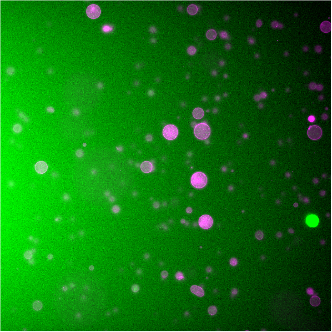 Control liposomes without Cx43 plasmid. No green fluorescent rings are observed. Faint green signal within liposomes is encapsulated PURE.