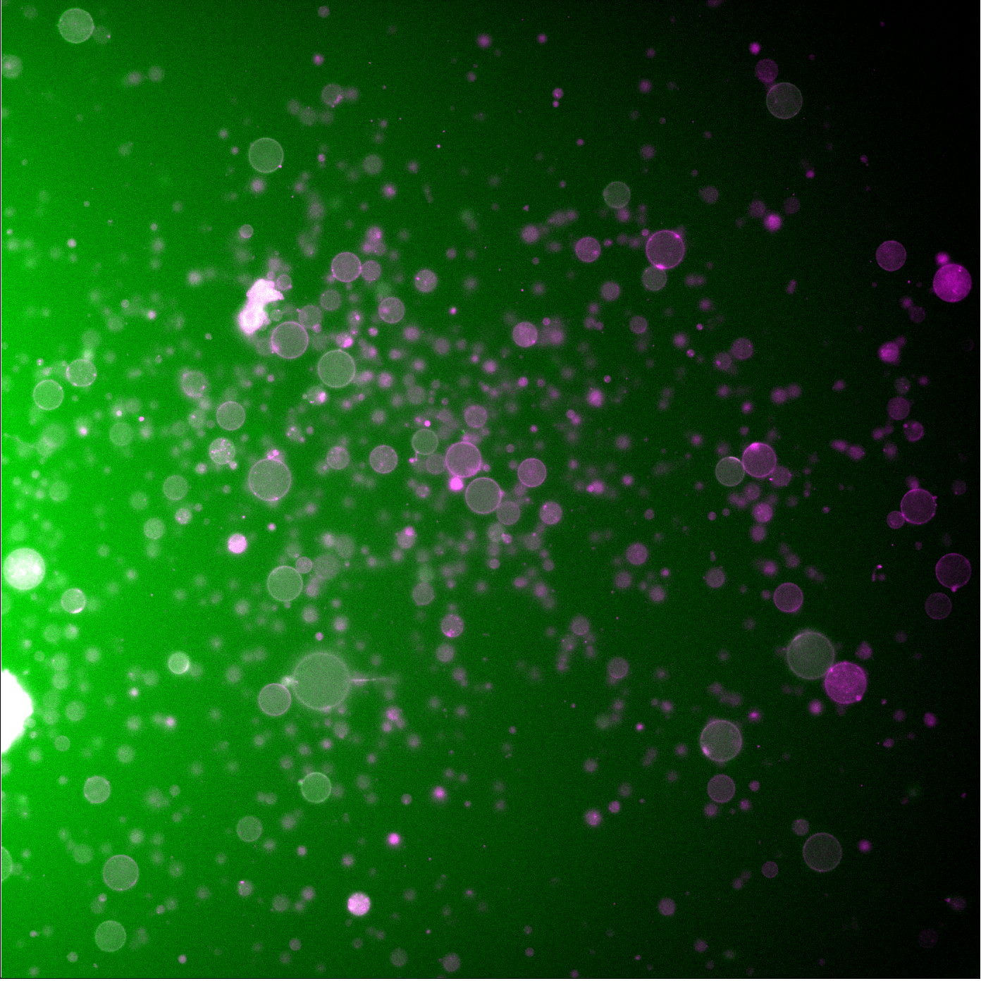 Liposomes expressing Cx43-eGFP. Green fluorescent rings surrounding liposomes indicate successful membrane localization of Cx43-eGFP hemichannels. 488 nm (green, Cx43-eGFP) and 561 nm (red, membrane label) channels overlaid.