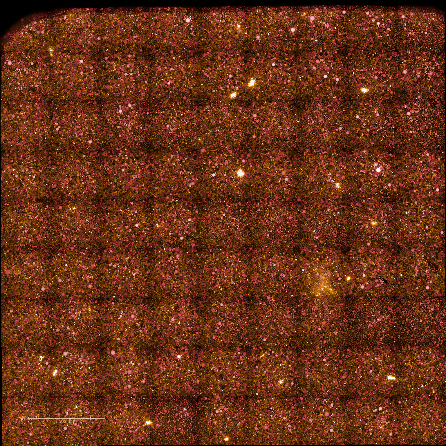 Endpoint confocal image (6 h 40 min) of control liposomes. Most liposomes remain fluorescent throughout the experiment. Scale bar: 500 µm.
