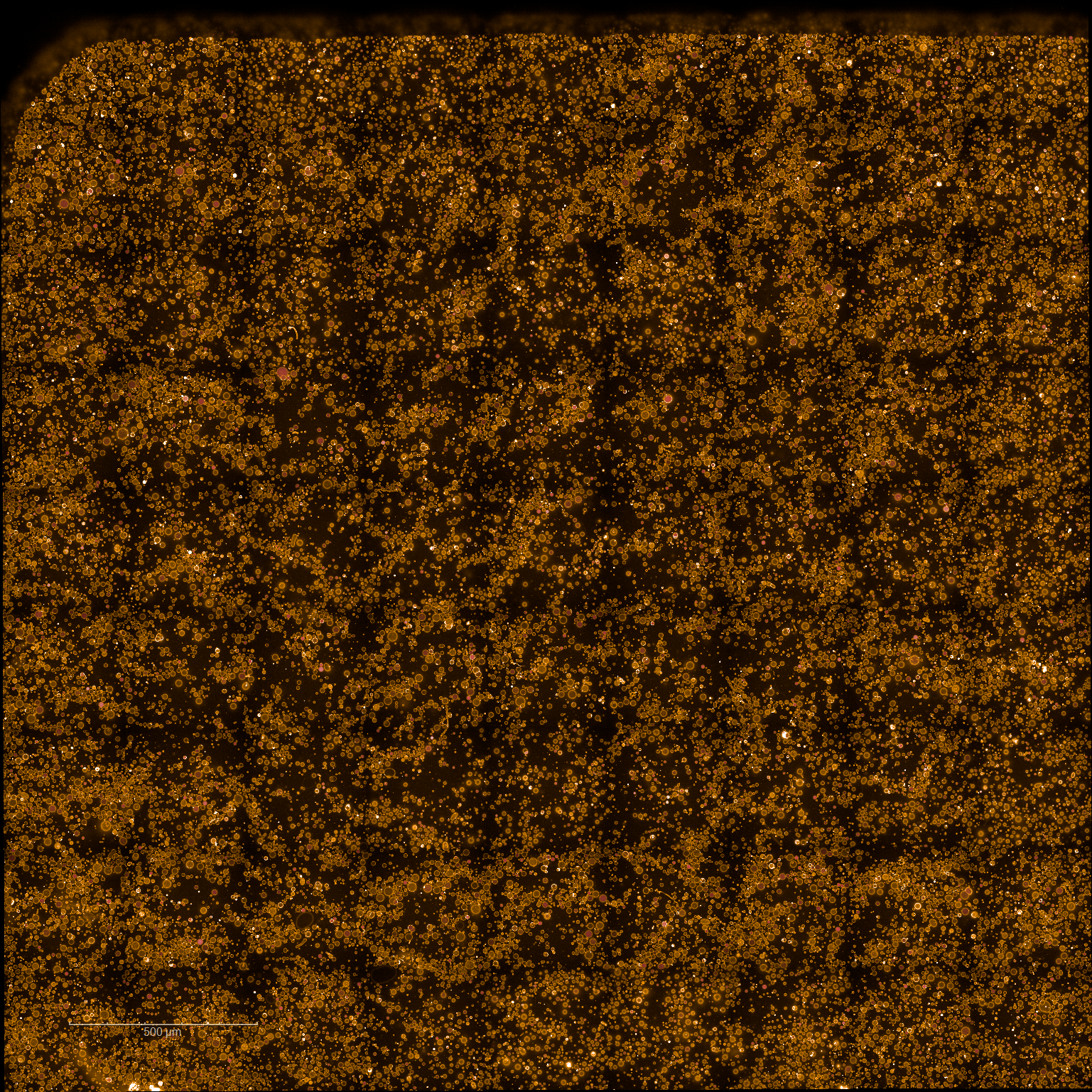 Endpoint confocal image (6 h 40 min) of Cx43-reconstituted liposomes. A higher proportion of non-fluorescent liposomes is observed relative to controls. Scale bar: 500 µm.