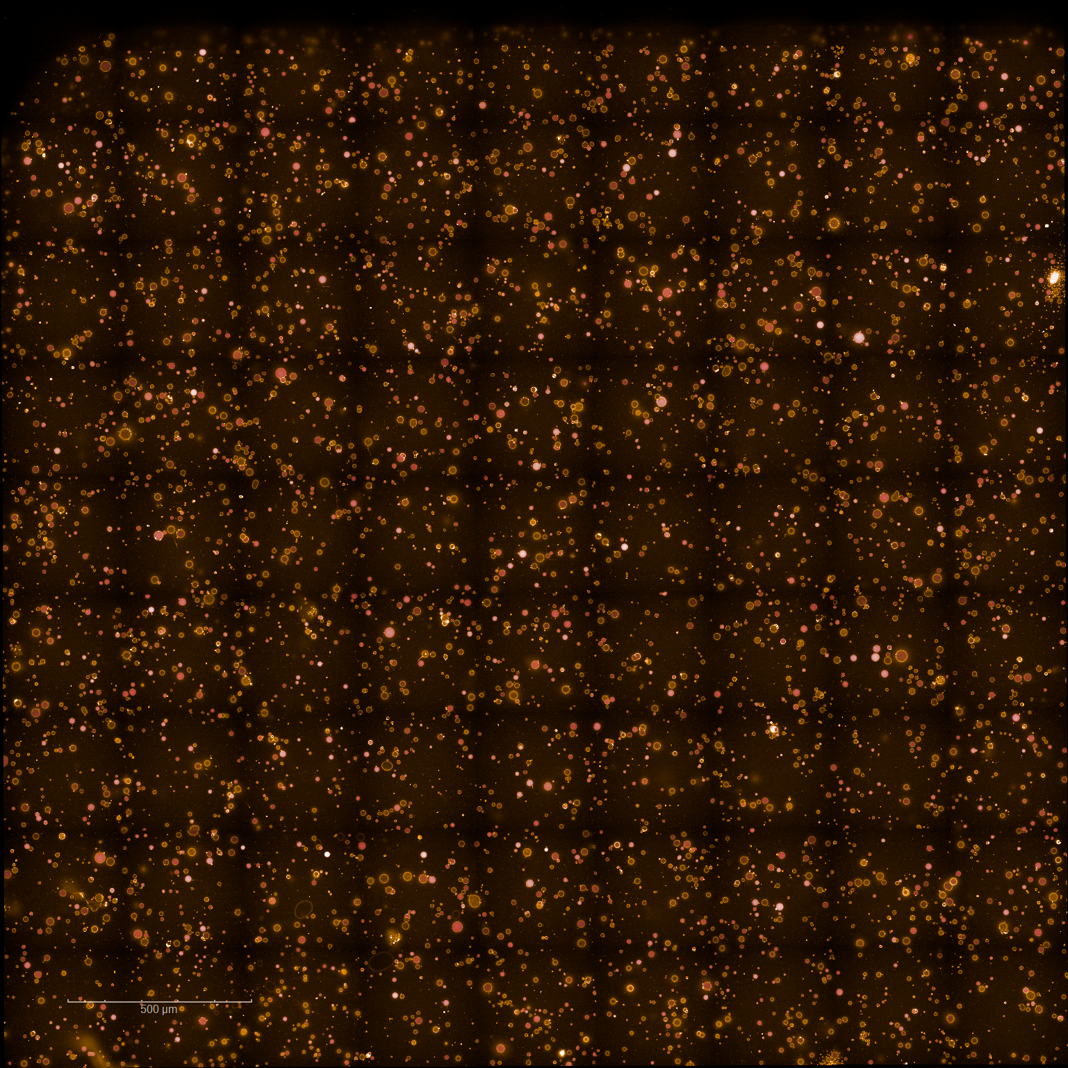 Confocal image of Cx43-reconstituted liposomes at the start point, 40 min after preparation. Some liposomes already show reduced fluorescence, consistent with early dye leakage at room temperature. Scale bar: 500 µm.
