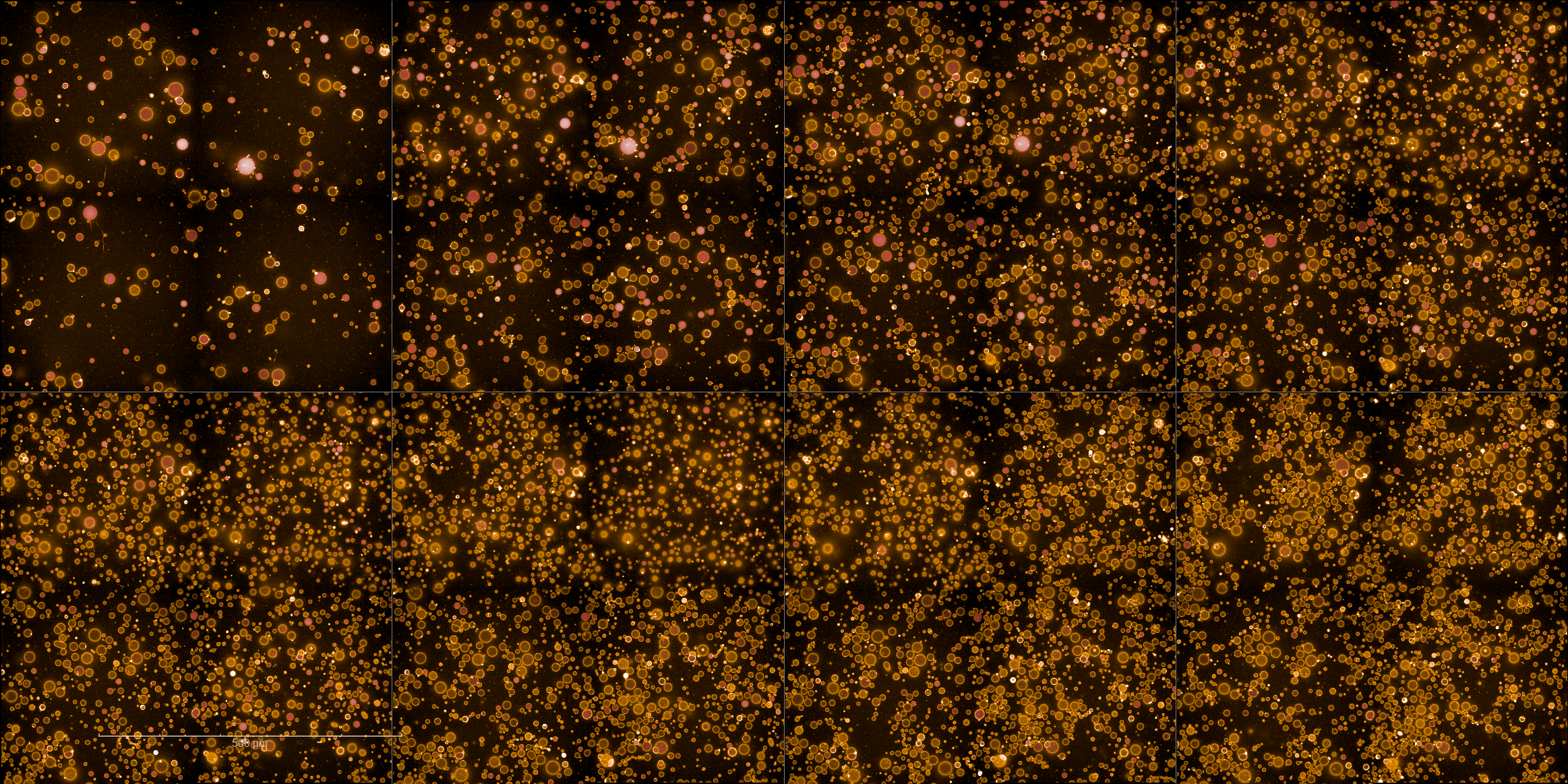 Time series of Cx43-reconstituted liposomes encapsulating Alexa Fluor 647 over 6 h at 37 °C (images every 10 min, starting 40 min after preparation). Progressive loss of fluorescence is observed as dye leaks through Cx43 channels. Scale bar: 500 µm.