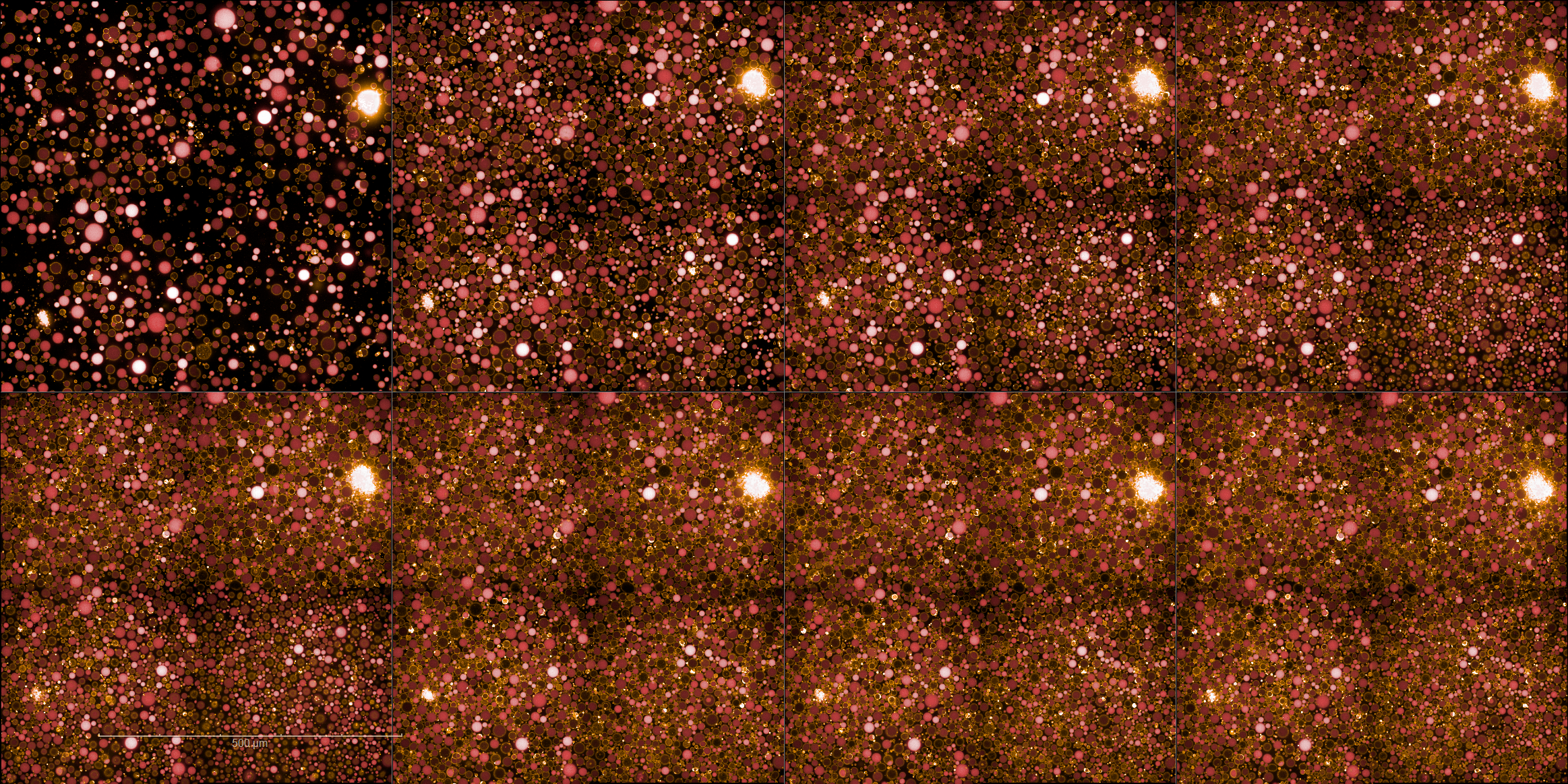 Time series of control liposomes encapsulating Alexa Fluor 647 over 6 h at 37 °C. Dye fluorescence is maintained throughout, confirming that leakage requires Cx43 expression. Scale bar: 500 µm.