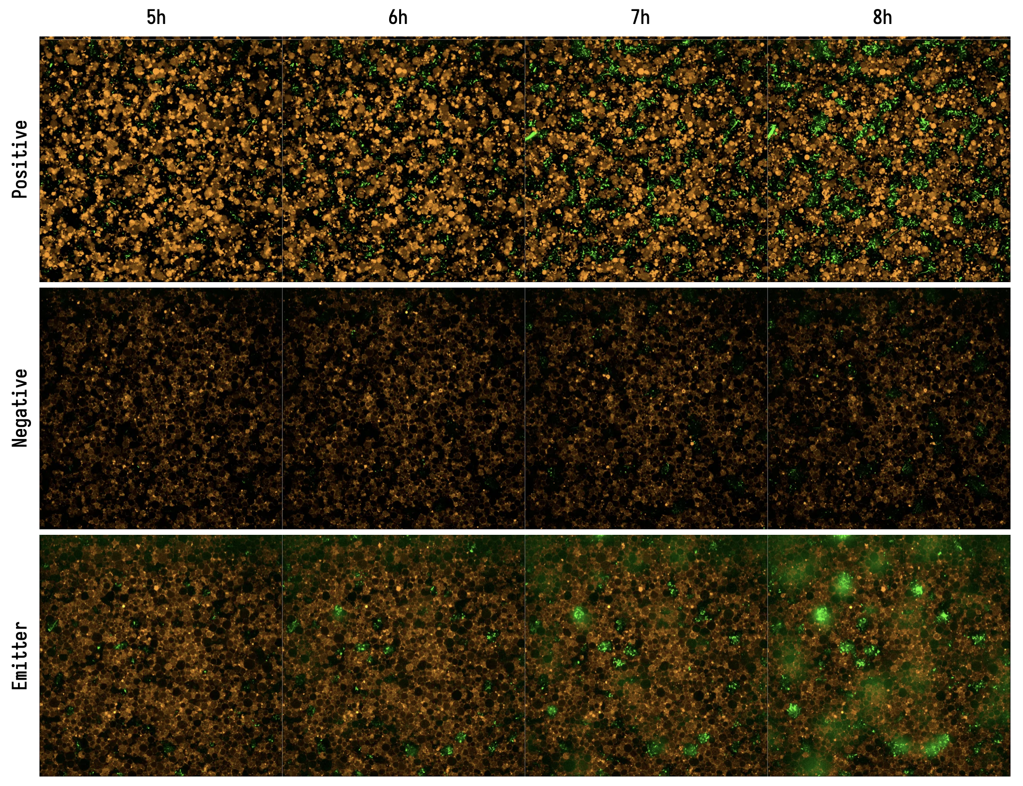 Emitter Cell Timeseries. (Positive) Liposomes contain PURE and 100 nM IV-HSL. (Negative) Liposomes contain PURE supplemented with SAM and IV-HSL, but no DNA encoding BjaI. (Emitter) Liposomes contain PURE expressing BjaI from pT7-bjaI. Exposures are matched between wells. Each field of view is 167 µm wide.