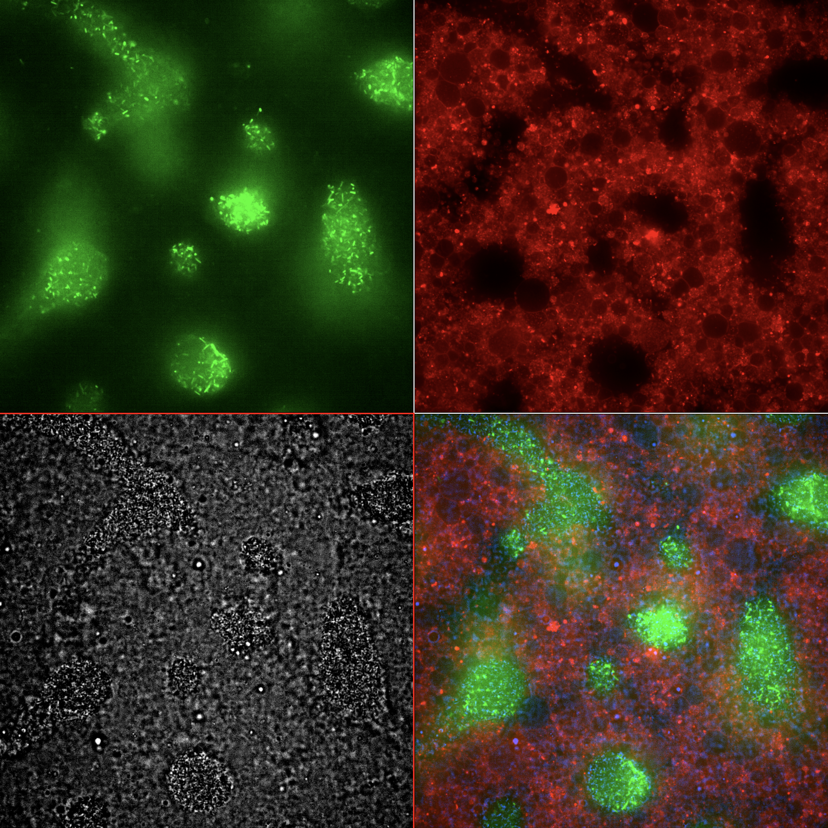 Emitter Cell Endpoint Montage. Single field of view at t = 8 h. (green) E. coli producing GFP in response to IV-HSL emitted by the Emitter Cells. (red) Emitter cells with rhodamine-labeled membrane. (gray) Brightfield. (rgb) Merged image.