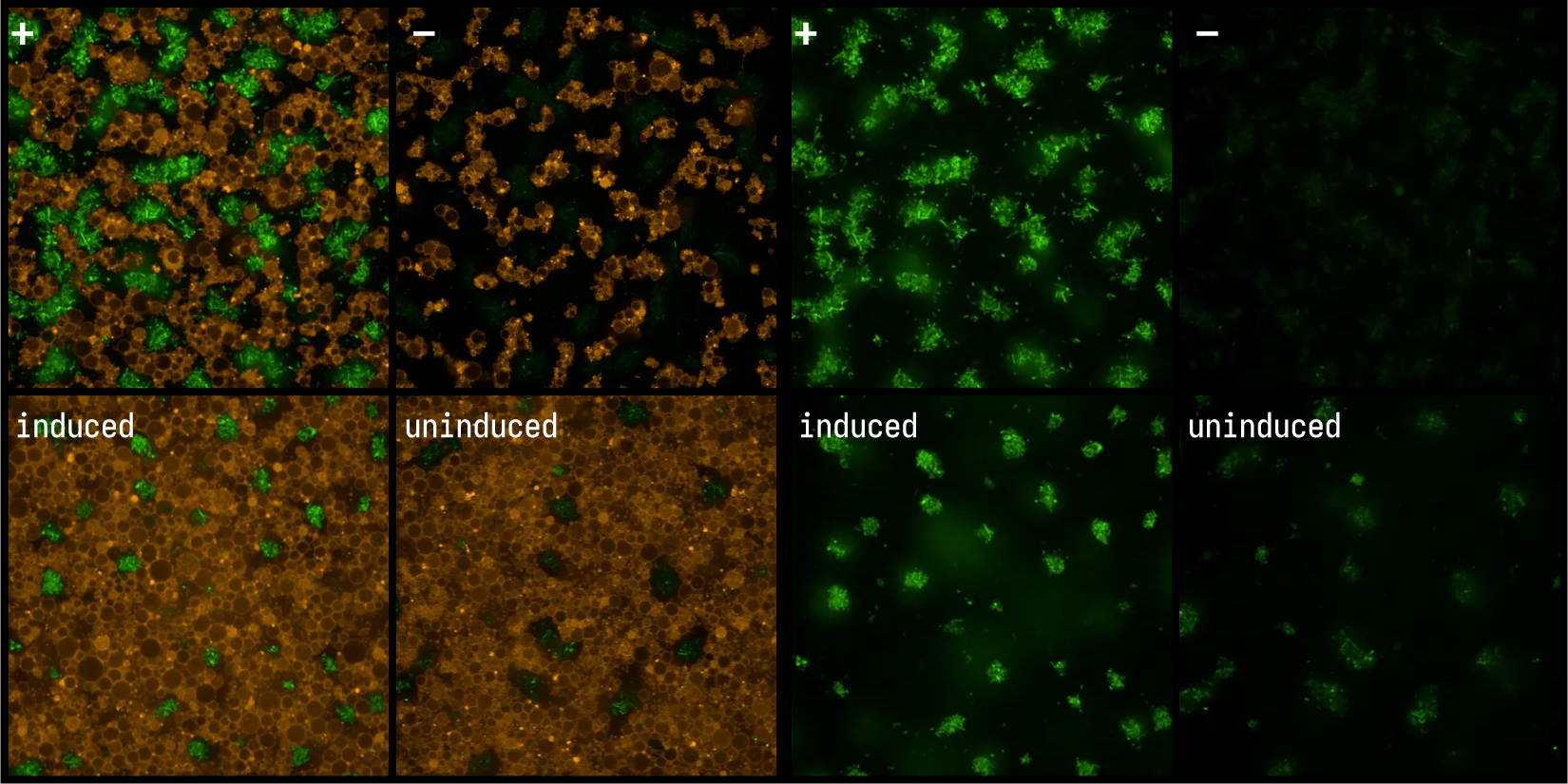 8 h endpoint images of EggPC liposomes containing PURE in M9 media. Left liposome (orange) and E. coli-expressed GFP (green) channels. Right E. coli-expressed GFP (green) channel. + positive control; − negative control (no DNA); induced responder cell module, induced with aTc in the outer solution; uninduced responder cell module, without inducer.