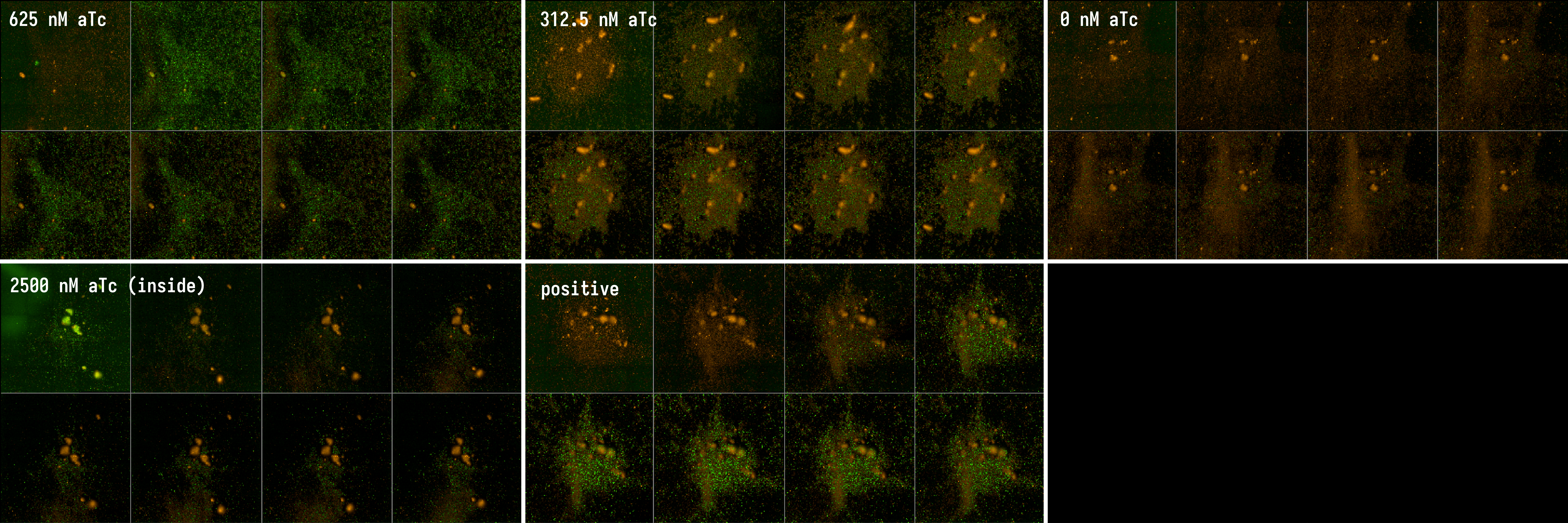 TetR detector synthetic cells induced at multiple anhydrotetracycline concentrations. 8 timepoints displayed per condition, approximately 22 min apart, over 12 h total. First row: induction using 625 nM, 312.5 nM, and 0 nM (fully repressed) aTc introduced into the outer buffer. Second row: induction with 2500 nM aTc in the inner solution and positive control without TetR repression.