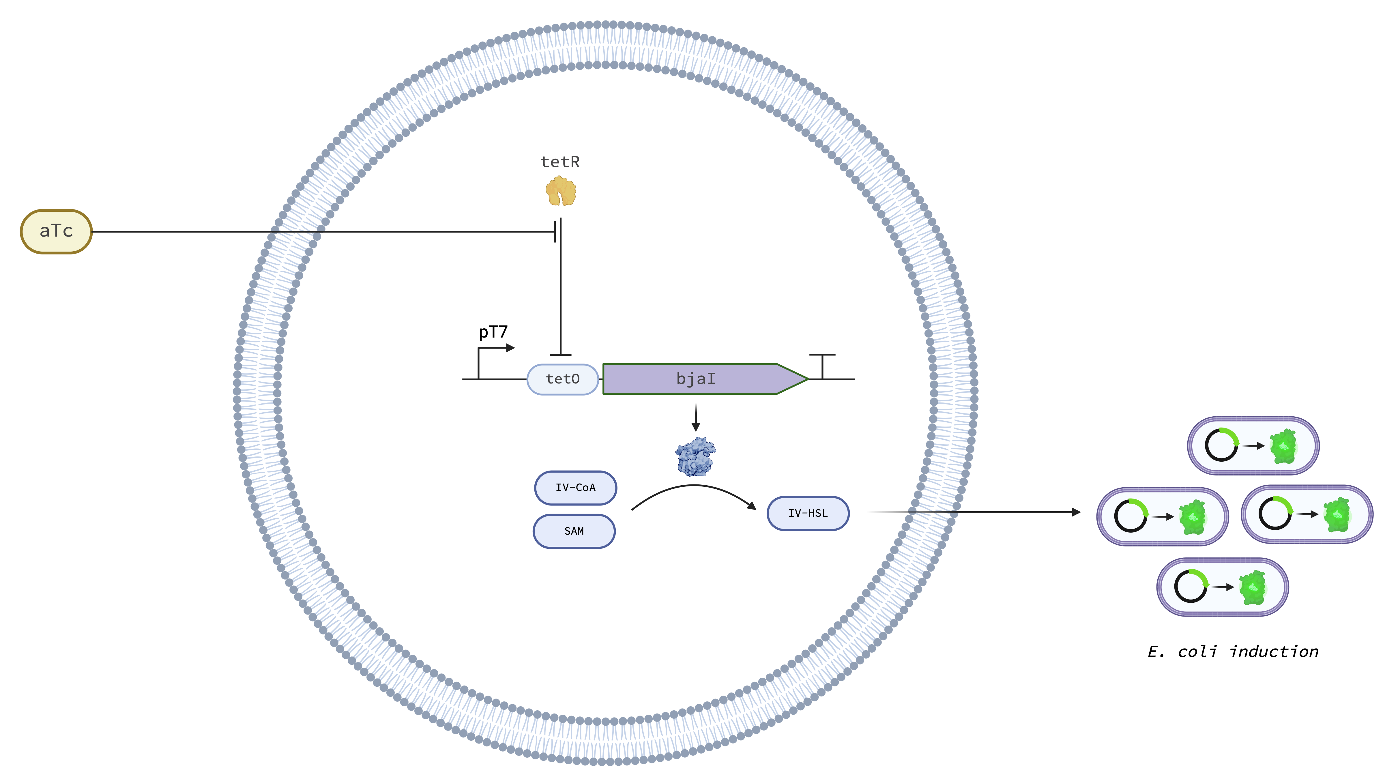 The aTc → IV-HSL Responder in the Base Cell. aTc enters the cell and releases TetR from the tetO operator, allowing BjaI expression. BjaI produces IV-HSL from SAM and IV-CoA; IV-HSL diffuses to neighboring E. coli receiver cells.