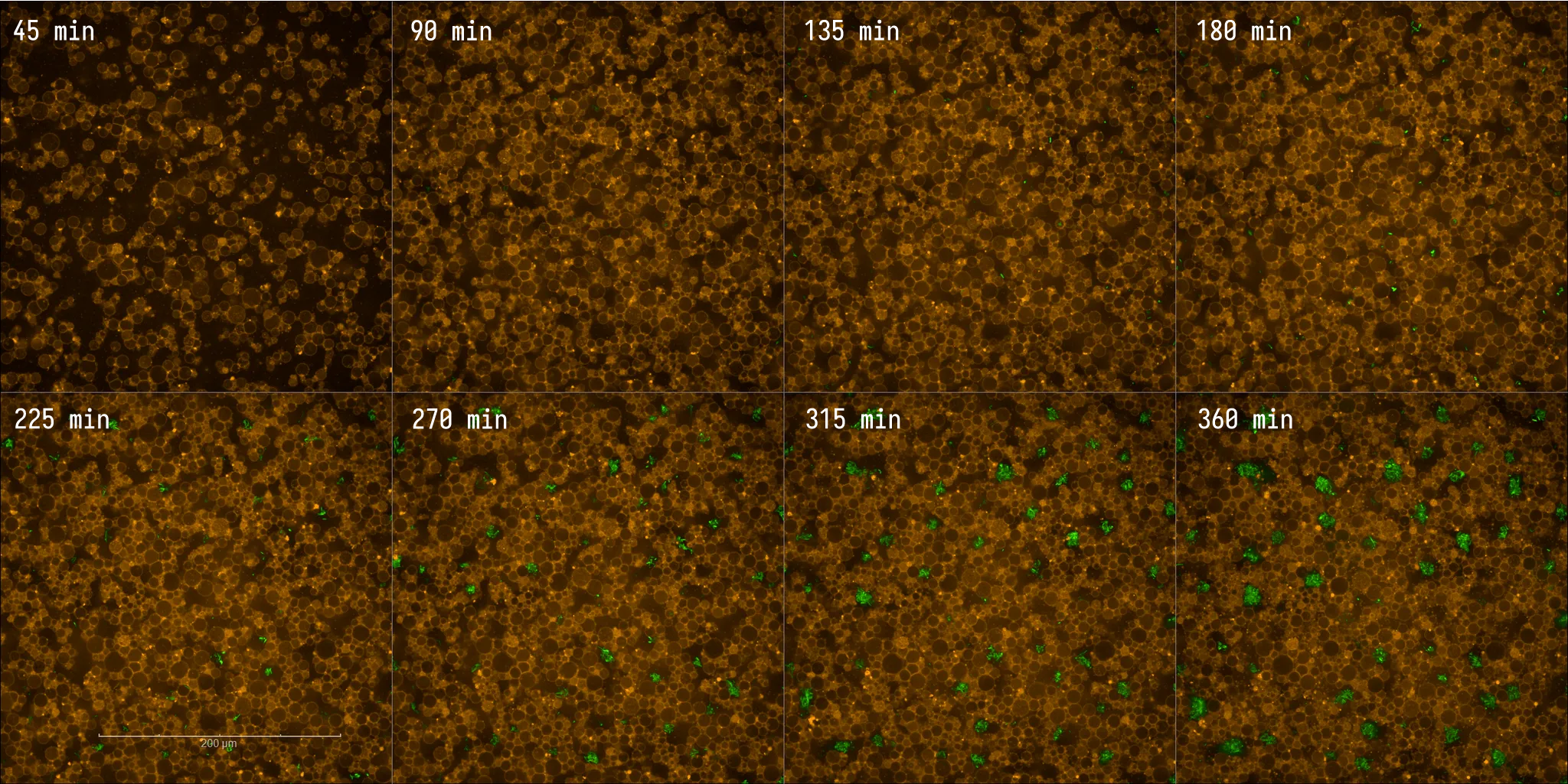 Responder Cell sample timeseries (induced). EggPC liposomes containing PURE, responder module DNA, IV-CoA and SAM, in M9 media; aTc induced. Liposome membrane (orange) and E. coli-expressed GFP (green).