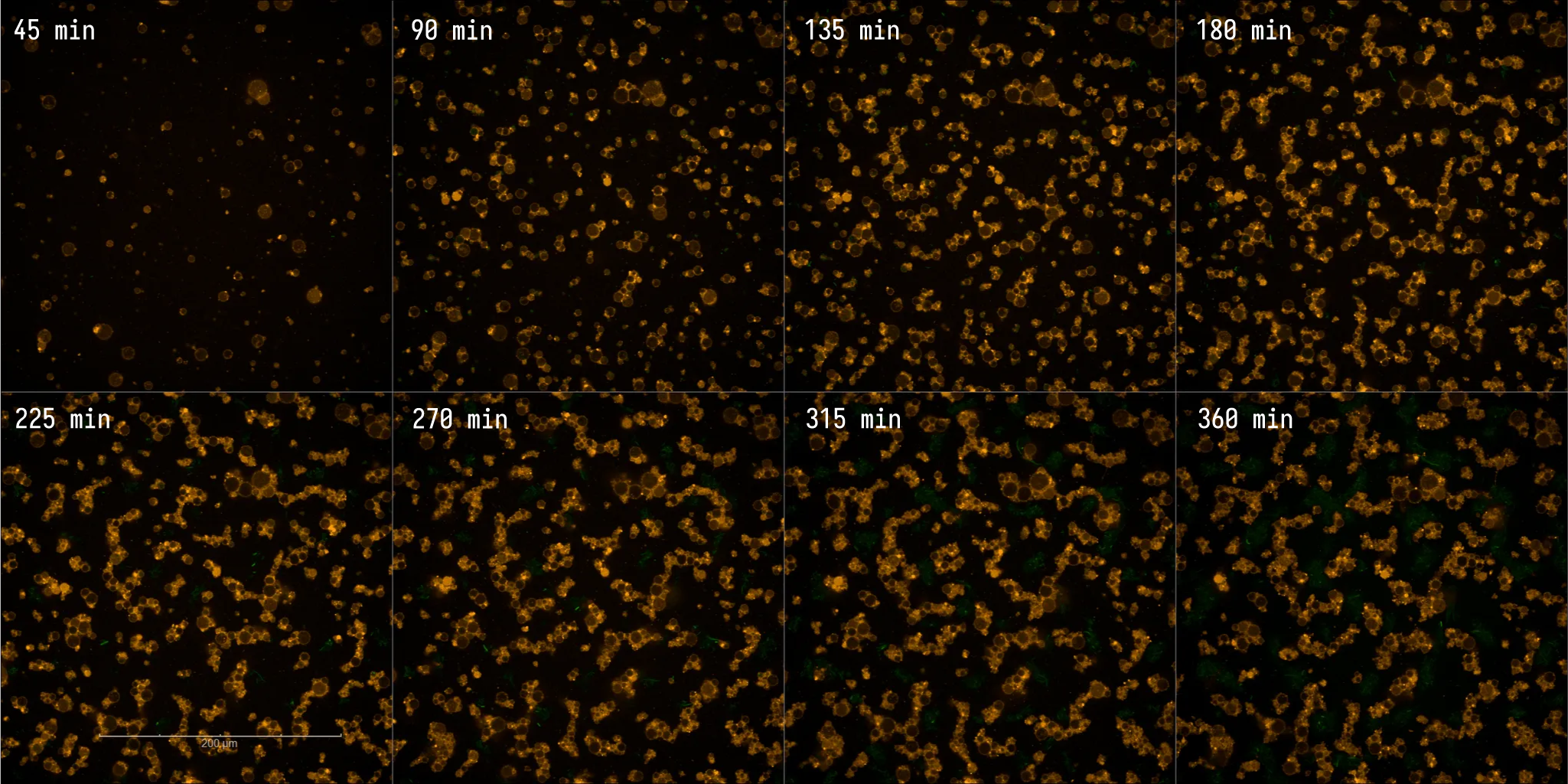 Responder Cell negative control timeseries. EggPC liposomes containing PURE in M9 media; aTc induced. Liposome membrane (orange) and E. coli-expressed GFP (green).