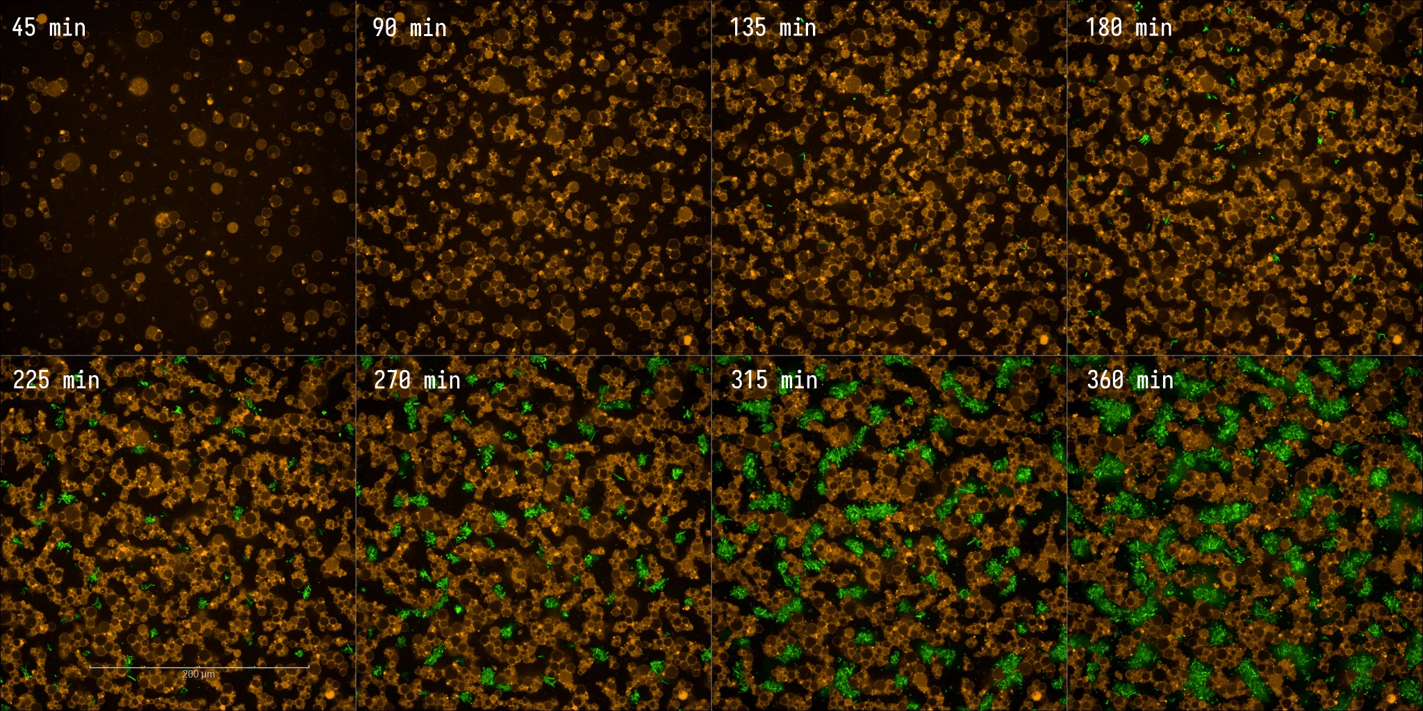 Responder Cell positive control timeseries. EggPC liposomes containing PURE + IV-HSL in M9 media; aTc induced. Liposome membrane (orange) and E. coli-expressed GFP (green).