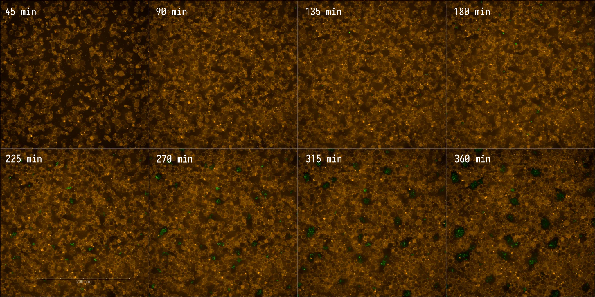 Responder Cell sample timeseries (uninduced). EggPC liposomes containing PURE, responder module DNA, IV-CoA and SAM, in M9 media. Liposome membrane (orange) and E. coli-expressed GFP (green).