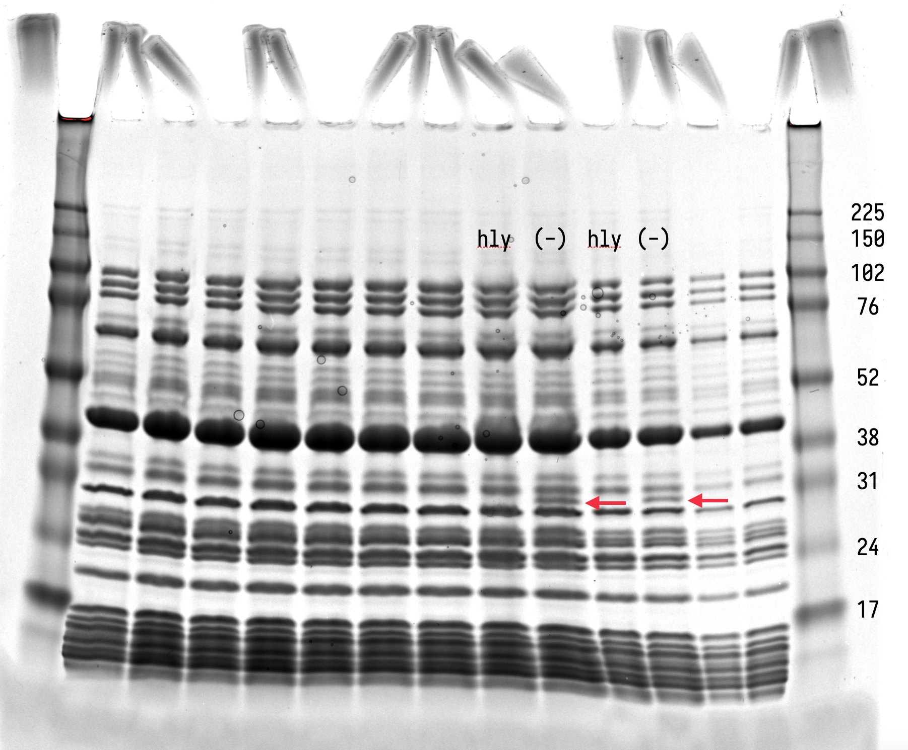 Protein gel showing aHly expression in PURE. Lanes labeled “hly” and “(-)” correspond to reactions with and without pT7-aHly. Red arrows indicate the aHly band at ~33 kDa. Left pair: 5 µL; right pair: 2.5 µL per lane.