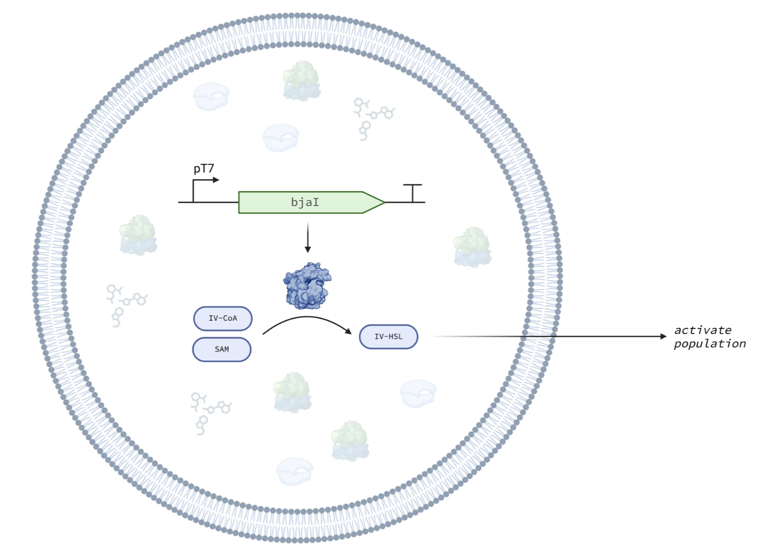 The IV-HSL Emitter module in the Base Cell.