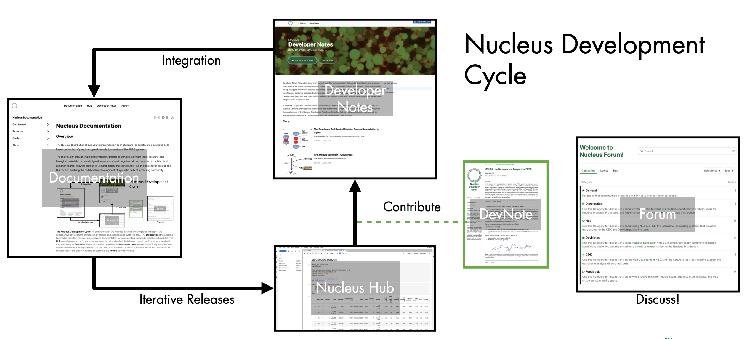 The Nucleus Development Cycle. All components of the Nucleus platform work together to support the collaborative development of increasingly reliable and sophisticated synthetic cells contained within the Distribution. The Documentation (this site) is a knowledge base that contains protocols and  documentation for implementing validated synthetic cell modules. The Hub provides a resource for data sharing, analysis using standard digital tools. Useful results can be shared with the community as DevNotes. DevNotes can be viewed on the Developer Note website. Periodically, contributions made as Devnotes are integrated into the Distribution as validated protocols for others to use and build upon. All components of the platform can be discussed at the Forum, come say hello!