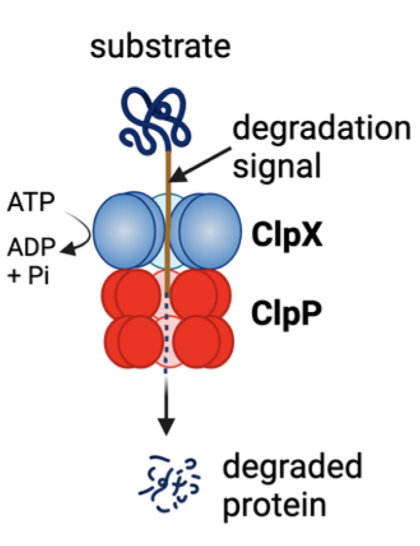 Cartoon of the general mechanism of protein degradation by ClpXP, an ATP-dependent protease. Adapted from  R. Wedam, et al.