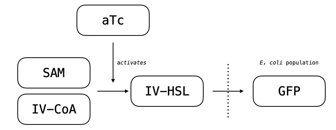 aTc activates BjaI expression by relieving TetR repression. BjaI converts SAM and IV-CoA into IV-HSL, which diffuses to co-cultured E. coli receiver cells and induces GFP expression.