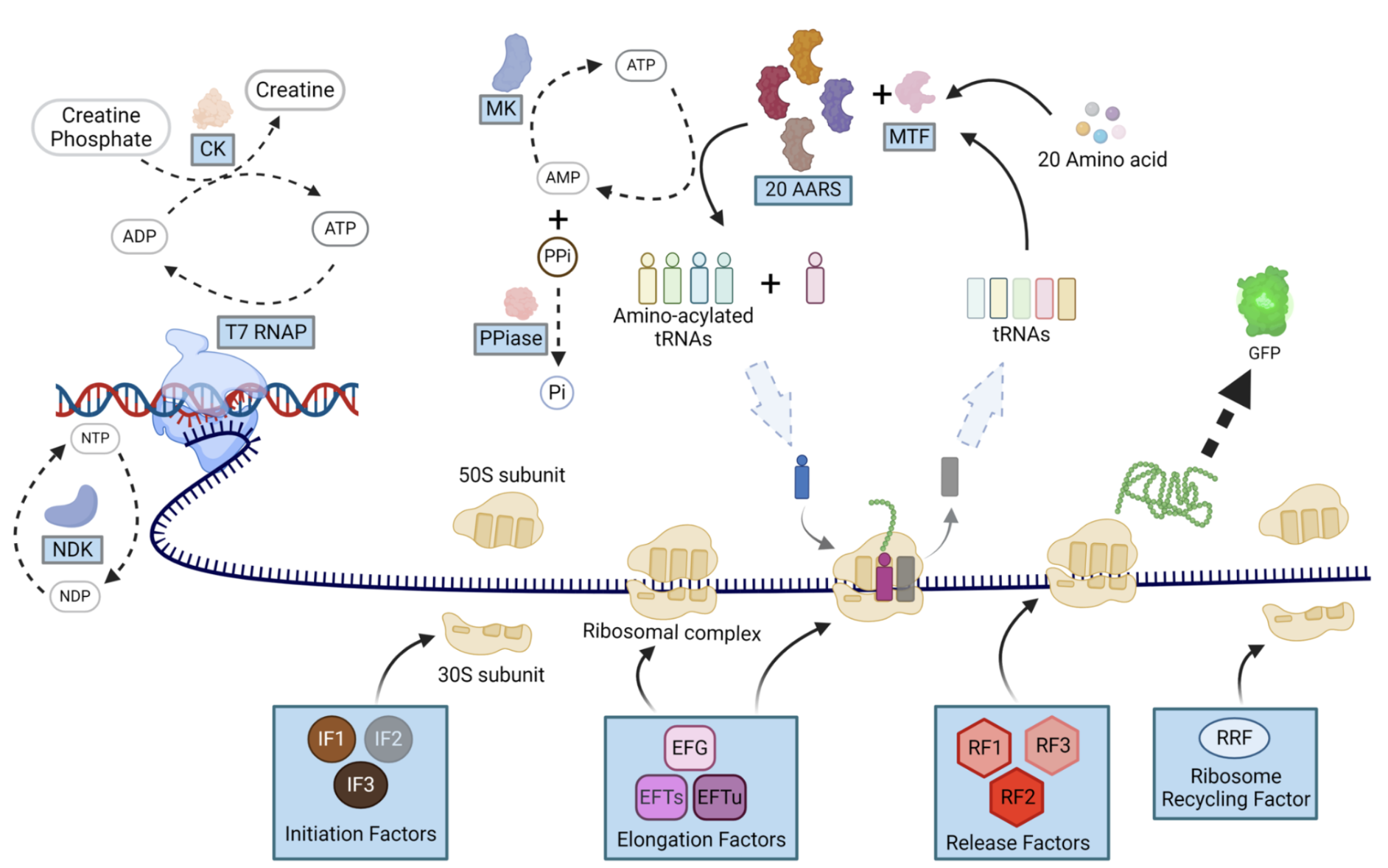 Schematic of components in Cytosol and their function. Figure by Ganesh and Maerkl, 2024 used under CC-BY-4.0 / cropped from original with numerical annotations removed.