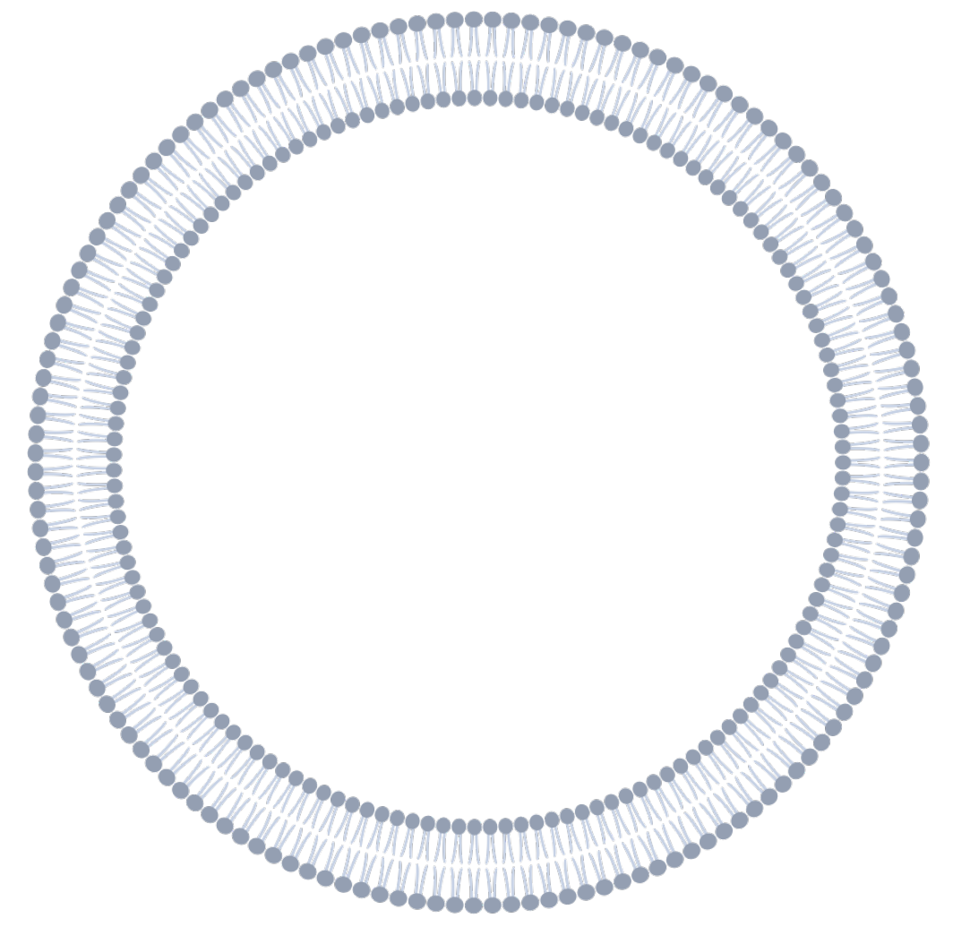 Schematic of a POPC/Chol liposome.